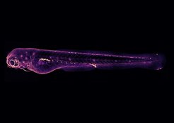 In the first days after hatchung, zebrafish larvae are transparent, making them ideal for microscopic examination. In this larva, a protein critical for the development of tuberculosis granulomas was stained yellow. Researchers can study these structures in bright colors under a fluorescence microscope.